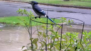 Bluejay in the window...