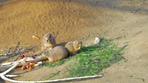 Prairie Dogs eating in a group