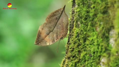 The leaf-shaped butterfly (Kallima inachus) is a vivid example of mimicry in nature
