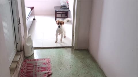 How Dog Reacts When Seeing Stranger 22 - Running, Barking? | Viral Dog
