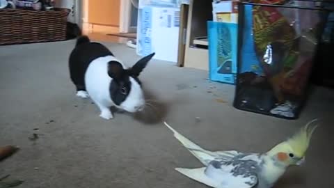 Curious Bunny Stalks Cockatiel