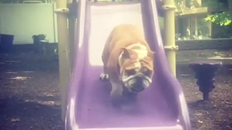 Brown bulldog goes down purple slide