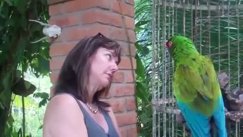 Hillurious as an Angry Parrot Talking To Tourist 2021!