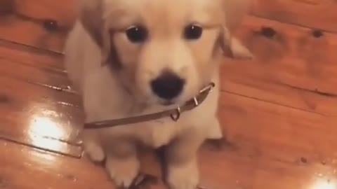 Click here to see the cute puppy pounce on you