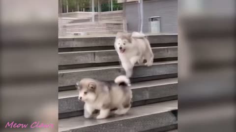 Perritos travieso, lleno de Amor