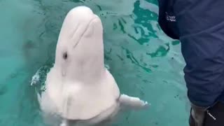 Cute voice of a Beluga Whale