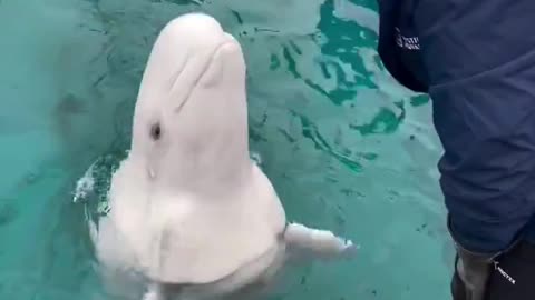 Cute voice of a Beluga Whale