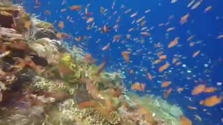Small Koi Fishes Fun Time Around Coral Reefs