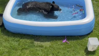Bear Escapes Heatwave in Kiddie Pool