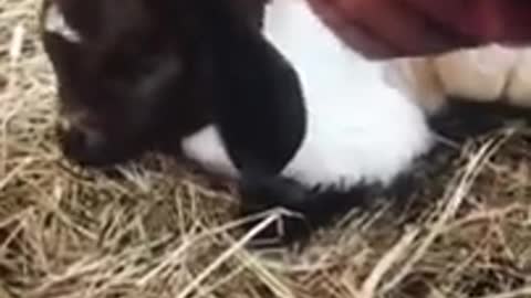 Phoenix Ridge Homestead--newborn goats