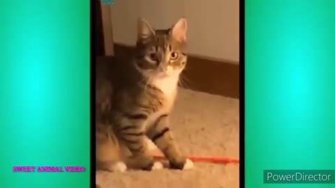 Funny Animal Videos 2022 😂 - Funniest Cats And Dogs Videos 😺😍 #6