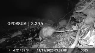 Scofflaw Nightlife presents: the Humble Opossum: a three-part mini-series (part 3)