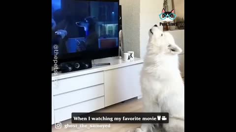 An adorable puppy howling when his master is watching his favorite movie
