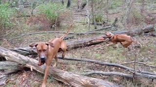 Happy Ridgie Bush Dogs