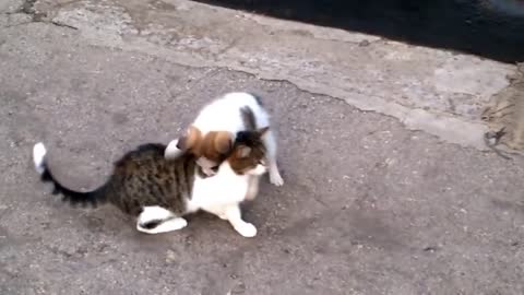 Cat and puppie love to play together