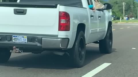 Deer Riding in Front of Truck in Florida