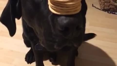 Black dog balances crackers on his nose