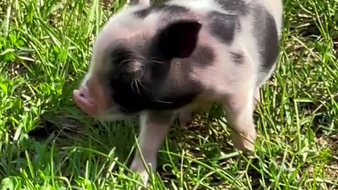 piglets#farmhouse