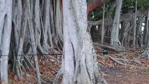 Banyan Tree at the Thomas Edison Estates, Ft. Myers, Florida 12/15/23