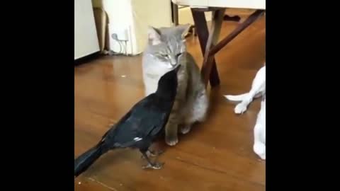 Smart Crow Feeding Cat and Dog !