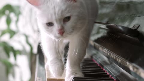 funny white cat play in piano #shorts