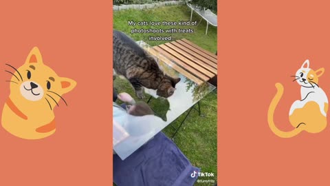 cats selfies, funniest animal videos ever