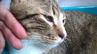 Cute Kitten Is Curious about the Noise