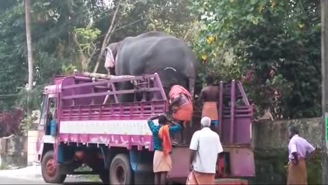 Elephant attack in kerala 2018 [SiGator]