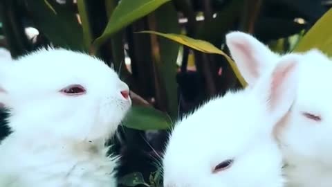 Funny and Cute Baby Bunny Rabbit Videos -Baby Animal Video Compilation