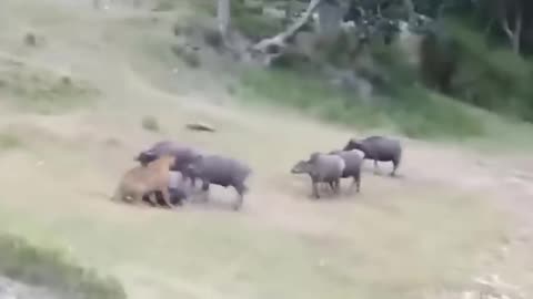 Buffalo Boss: Leader Risks All to Save Herd From Tiger Terror! (Nature's Epic Rescue)