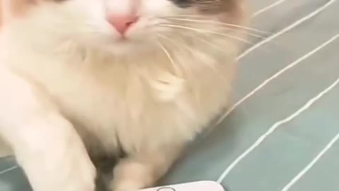 cute and funny cat video complition 2021