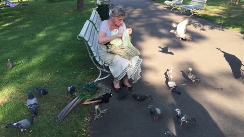 An elderly woman feeding a picock and other birds