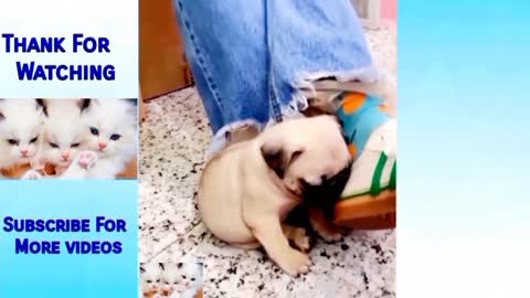 Funny Pets, Funny Cats & Dogs, Best Funny Pets & Animals Compilation