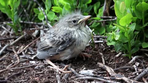 A little grey bird sits in the bushes and looks around