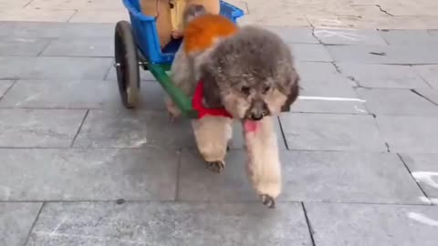 Cute and little dog