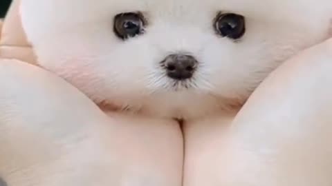 Cute, adorable puppy