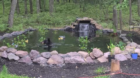 Bear Plays With Rubber Ducks in the Pond