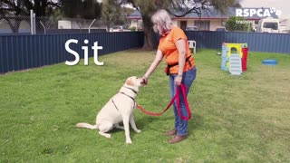 FREE DOG TRAINING SERIES – Lesson 1: how to teach your dog to sit and drop