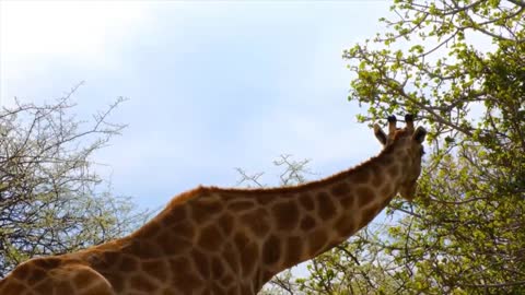 Giraffes Lifestyle And Behaviours | Amazing Giraffes Video For Kids | Animal's Galaxy | 2021