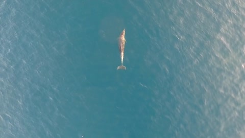 Aerial view of dolphin swimming at Adriatic sea, Croatia