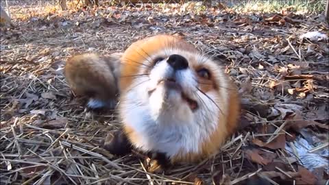 Adorable Baby Fox Pups Playing - CUTEST