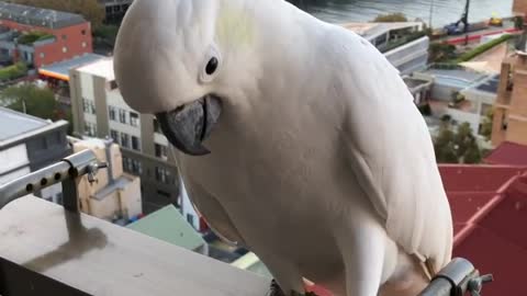 The cockatiel bird's mood changed for the better and he reached out to shake hands with his owner