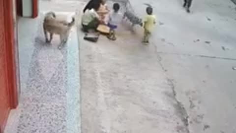 Cachorro salva criança de ataque de outro cachorro