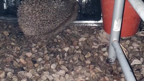 Rare footage of a wild hedgehog drinking some water trump all footage?