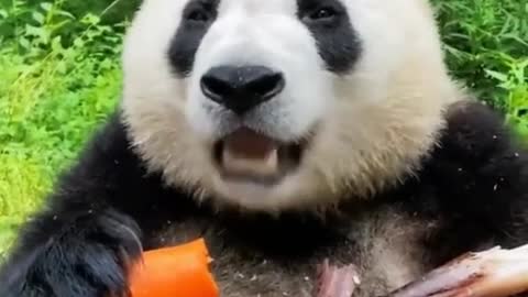 This panda has changed its taste to eat radishes