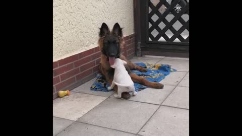 how this doggy take responsible as a big brother