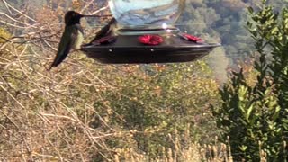 Hummingbird at feeder in Sonora