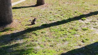 Squirrel scurrying between trees 1.30.24