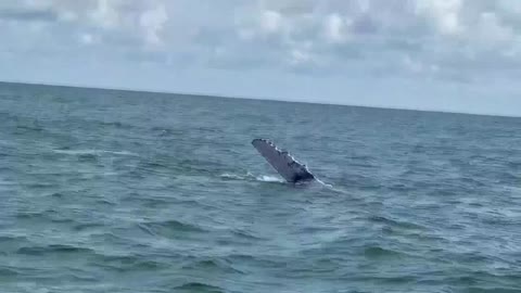 Avistamiento de ballenas jorobadas en el Pacífico colombiano