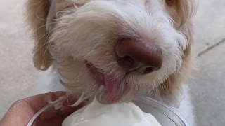 Goldendoodle pup discovers ice cream for the first time